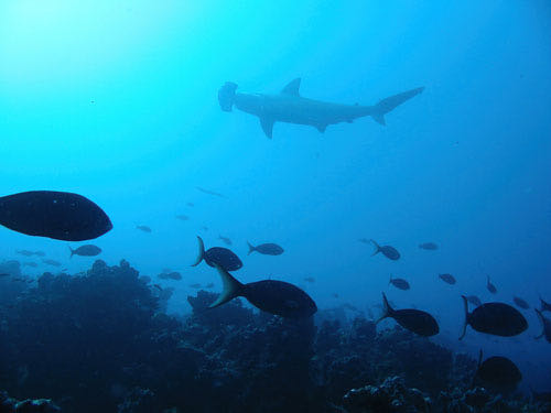 Hammerhead shark in Galapagos